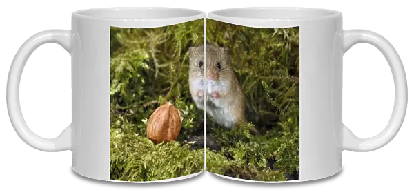 Harvest Mouse - alert, beside hazel nut, Lower Saxony, Germany
