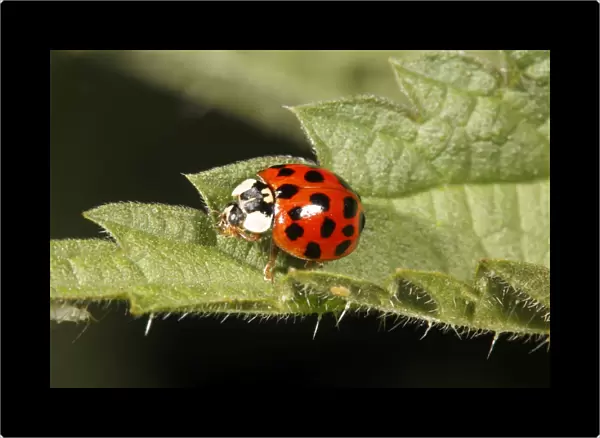 Harlequin Ladybird - on nettle leaf, Lower Saxony, Germany
