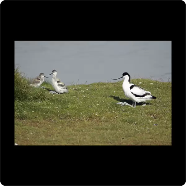 Avocet - parent bird and 2 chicks resting, Island of Texel, Holland