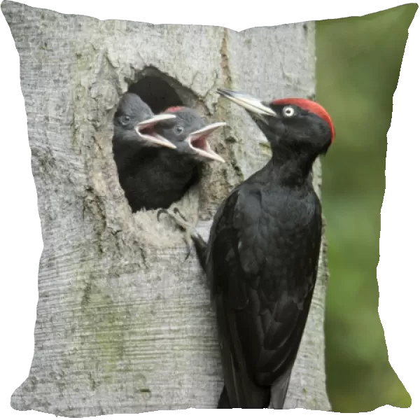 Black Woodpecker - male at nest entrance with 2 chicks begging for food, Lower Saxony, Germany