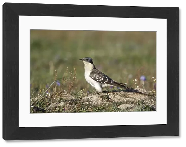 Great Spotted Cuckoo - on meadow, Herdade de Sao Marcos Great Bustard Reseve and NP, beside township Castro Verde, Alentejo, Portugal