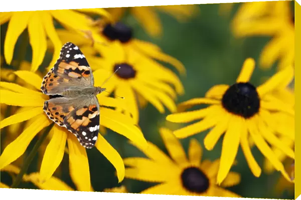 Butterfly, Painted Lady - feeding on Rudbekia flowers in garden, Lower Saxony, Germany