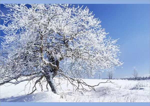 Tree - in winter snow. Šumava region in the Czech Republic 80053222