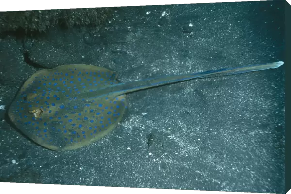 Blue-spotted Stingray Indo Pacific