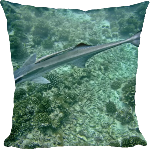 Remoras - A most unusual image where a juvenile remora is has adhered to the back of a mature remora. This kind of behavour has rarely if ever been recorded before. Tumotos, french Polynesia