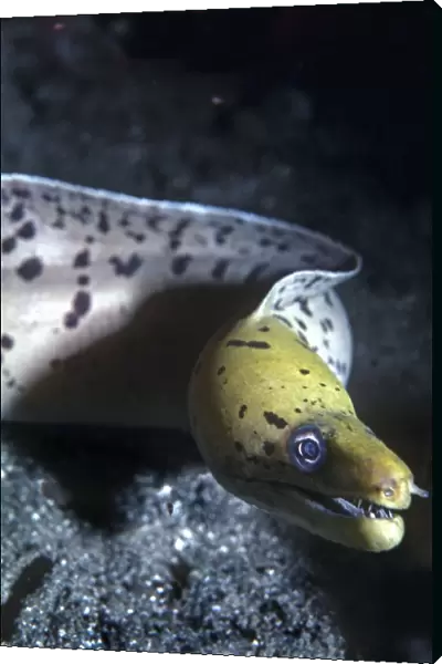 Moray eel - a meter in length this moray showed great curiosity pushing his mouth against the camera lens. Papua New Guinea