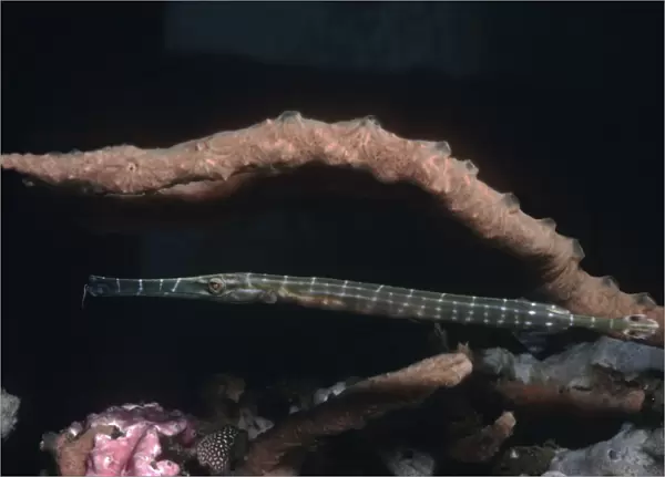 Trumpetfish - hovers next to a sponge covered coral waiting for it's prey. Note the hunting colouration. Indonesia