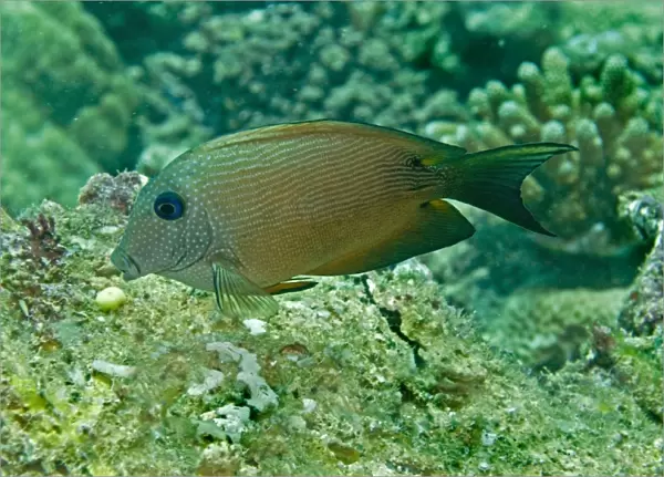Blue-spotted bristletooth  /  Striped-fin surgeonfish Pacific Harbour. Fiji