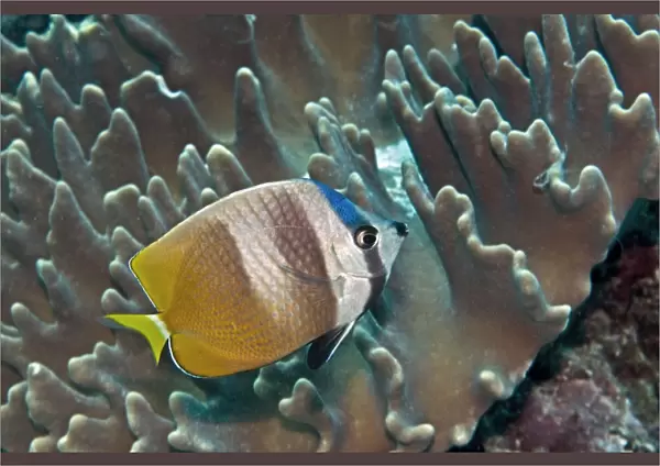 Blacklip Butterflyfish - Indonesia