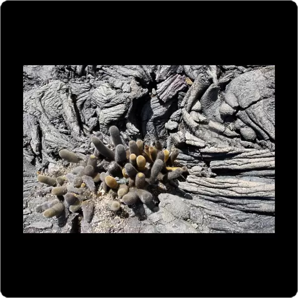 Lava cactus Punta Espinoza - Fernandina island - Galapagos islands