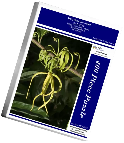Ylang Ylang Tree - flower