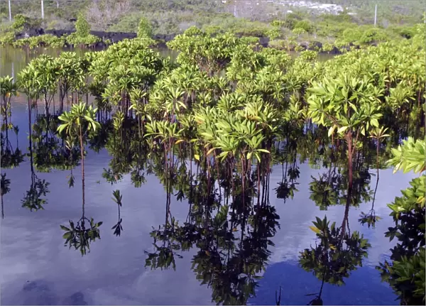 Mangrove Grande Comore Indian Ocean