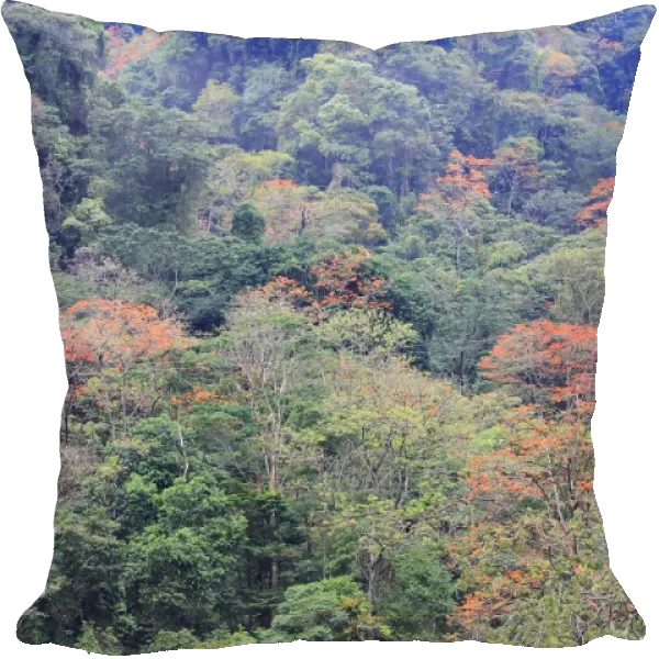 Venezuela - San Isidro Tropical Forest with Bucare Ceibo trees. Andes - Merida - Venezuela