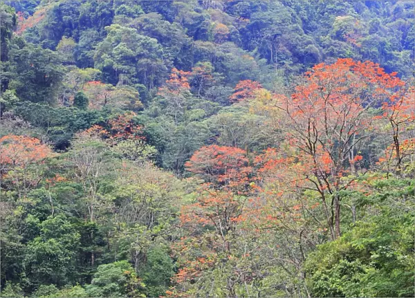 Venezuela - San Isidro Tropical Forest with Bucare Ceibo trees. Andes - Merida - Venezuela