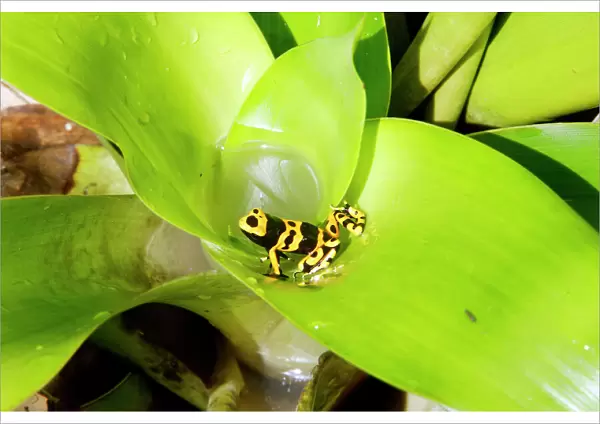 Poison Arrow Frog - in Bromeliad. Bolivar States - Venezuela