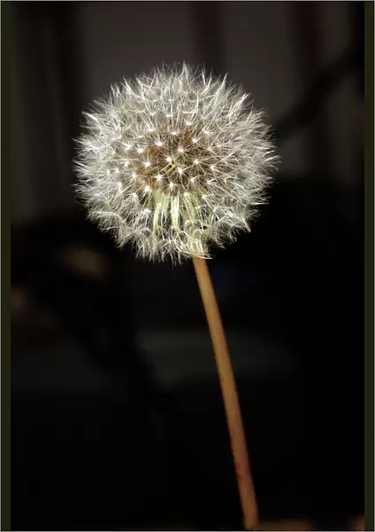 Dandelion - seed head. France