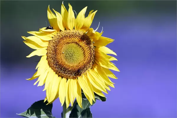 Sunflower - in Lavender Sault, Vaucluse, France