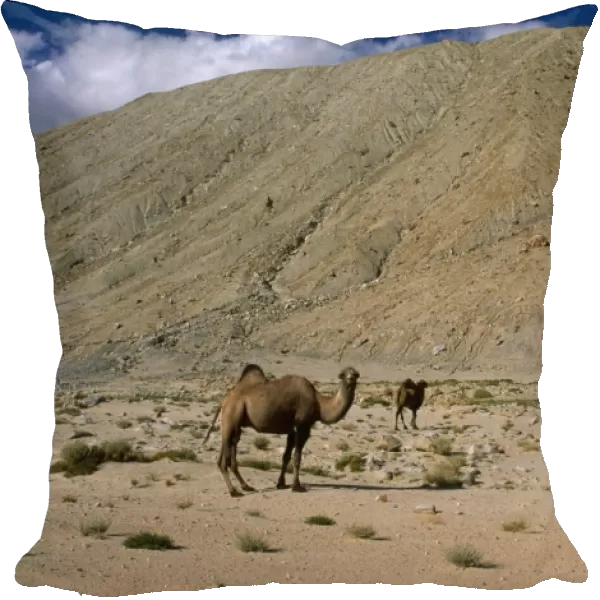 Bactrian Camel Pamir plateau, Gobi desert, Xinjiang China