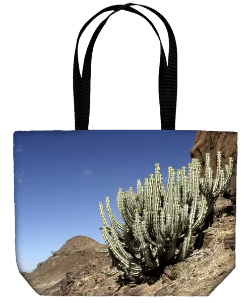 Euphorbia damarana. Namibia Fam: Euphorbiaceae