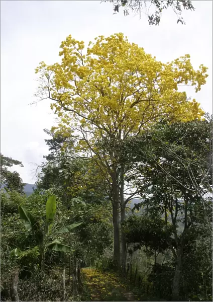 Araguaney - national tree of Venezuela