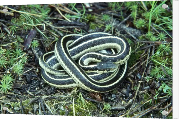 Common  /  Eastern Garter Snake