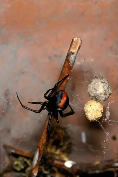 CLY02037. AUS-259. Redback spider - female with egg sacs