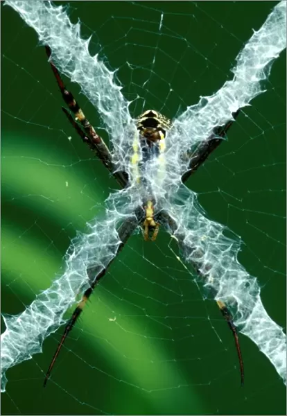 CLY02079. AUS-301. St Andrews Cross spider - from reverse side of web
