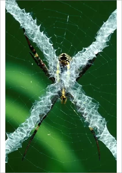 CLY02079. AUS-301. St Andrews Cross spider - from reverse side of web