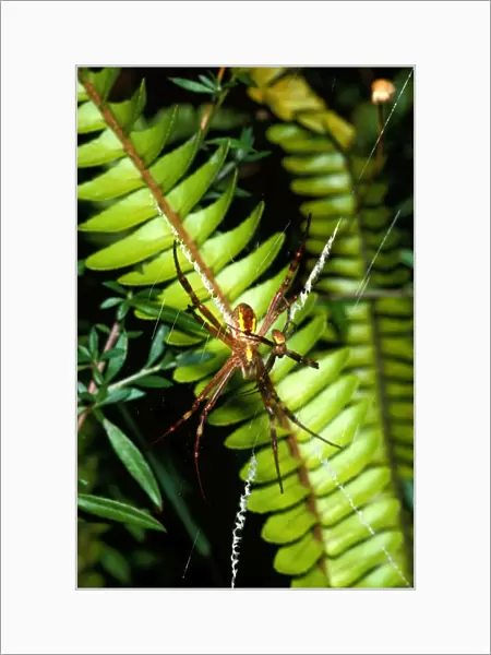 St Andrews cross spider - female in web with attendant male