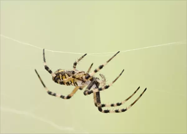 Wasp Spider - walking on web - Bedfordshire UK 008130