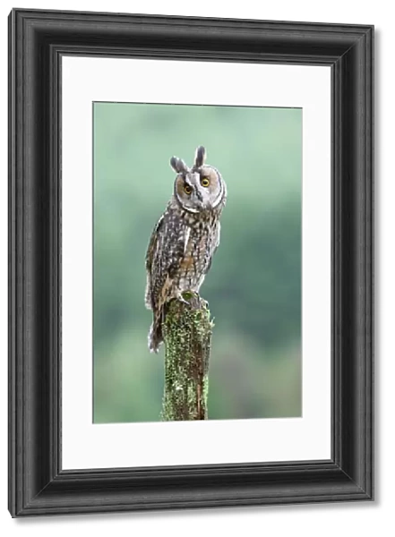 Long eared Owl - perched on post - West Wales UK 007802