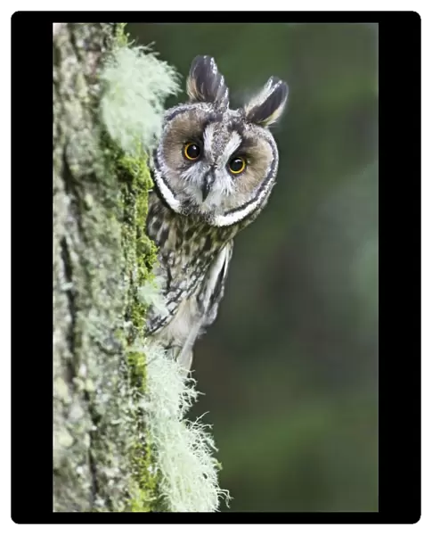 Long eared Owl - looking around tree - West Wales UK 007813