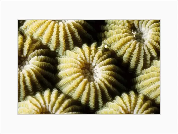 Boulder coral (Diploastrea heliopora). Rib Reef, Great Barrier Reef Marine Park, Queensland, Australia