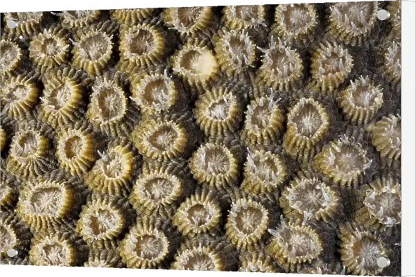 A boulder coral (Diploastrea heliopora), with polyps partially extended. Andaman Sea, Myanmar