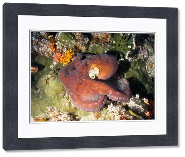 Octopus (Octopus cyanea). Richelieu Rock, Andaman Sea, Thailand