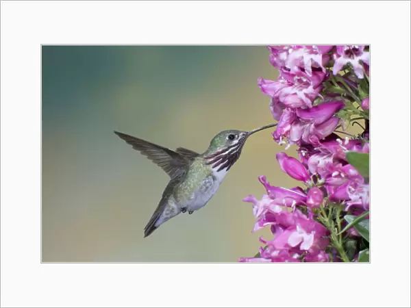 Calliope Hummingbird - male - in flight at Penstemon flower - British Columbia - Canada BI018604