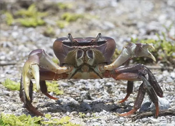 A land crab on Pulu Keeling National Park, the northernmost atoll of the Cocos (Keeling) Islands, Indian Ocean. This is a burrowing crab, omnivorous but largely vegetarian. Appears to lack a recognised common name