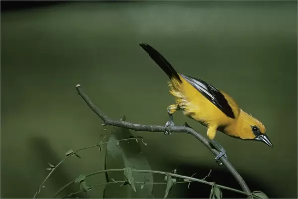 Yellow Oriole - perched on a branch - rear view