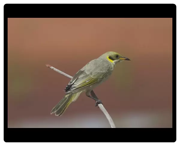 Grey-fronted Honeyeater At Lajamanu, an aboriginal community on the northern edge of the Tanami Desert, Northern Territory, Australia. Endemic to Australia. An uncommon species found across a vast area of the dry interior of Australia