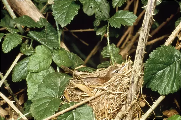 Cetti's Warbler - on nest