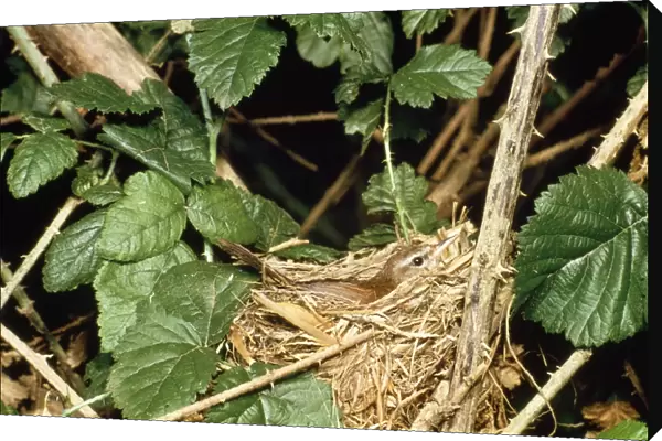 Cetti's Warbler - on nest
