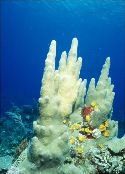Pillar Coral Yellow Boring Sponges (Siphonodictyon coralliphagus)