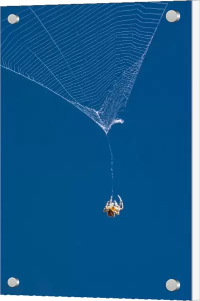 Garden Spider hanging on thread of broken orb web Norfolk UK