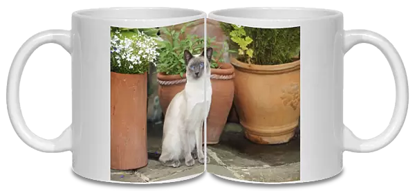 CAT. Blue point siamese cat sitting in front of a flower pot
