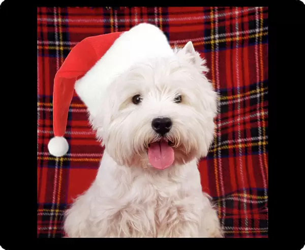West Highland White Terrier Dog - puppy Digital Manipulation: Hat JD
