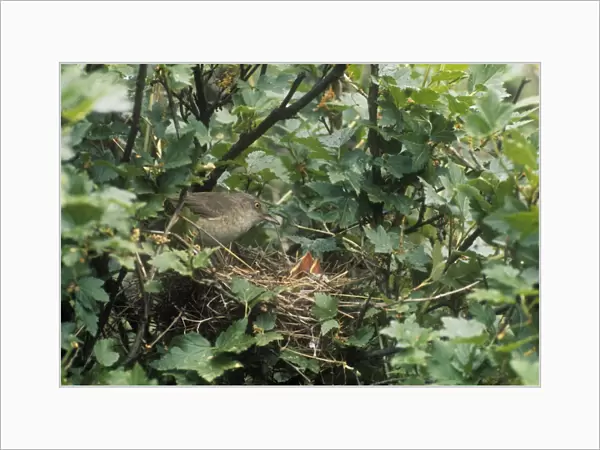 Barred Warbler - adult barred warbler with chicks at the nest 