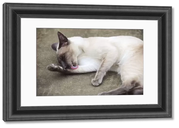 CAT. Blue point siamese cat lying on the ground licking its leg