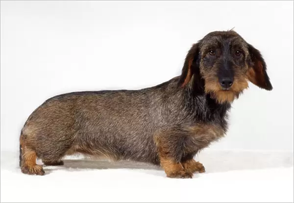 Standard Wire-haired Dachshund Dog