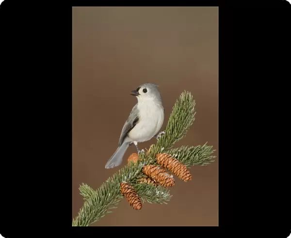 Tufted Titmouse - in winter - January - Connecticut - USA