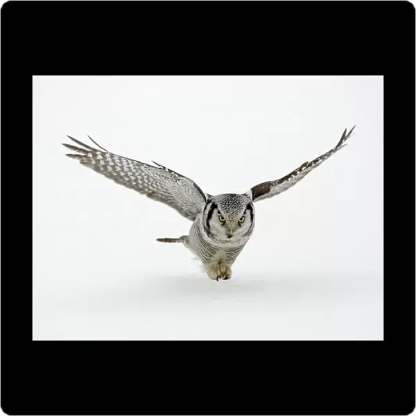 Hawk Owl - in flight over snow - March - Finland
